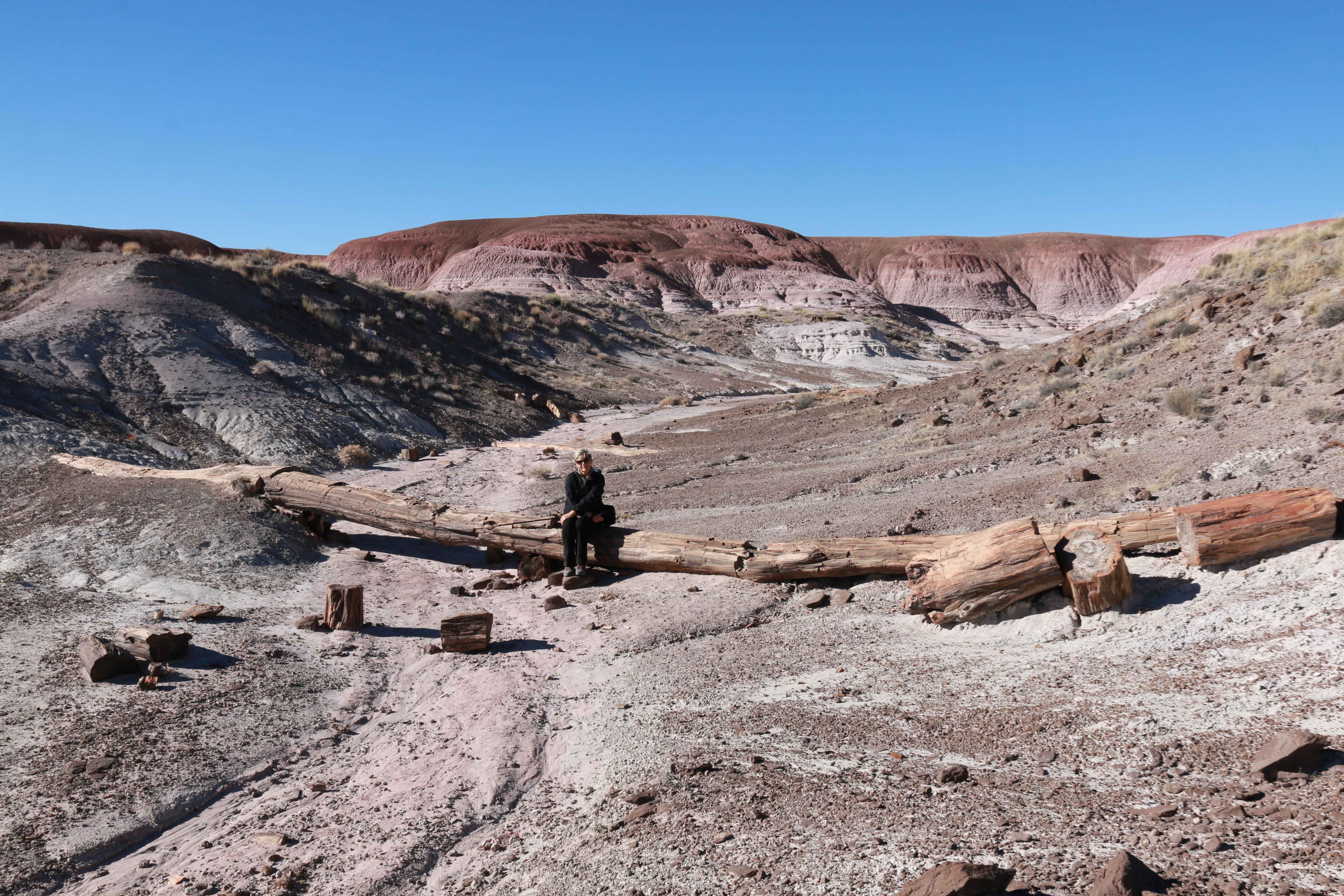 Petrified Forest NP